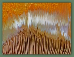 Coloured Planet Fungi - A manipulated photo of mushrooms.